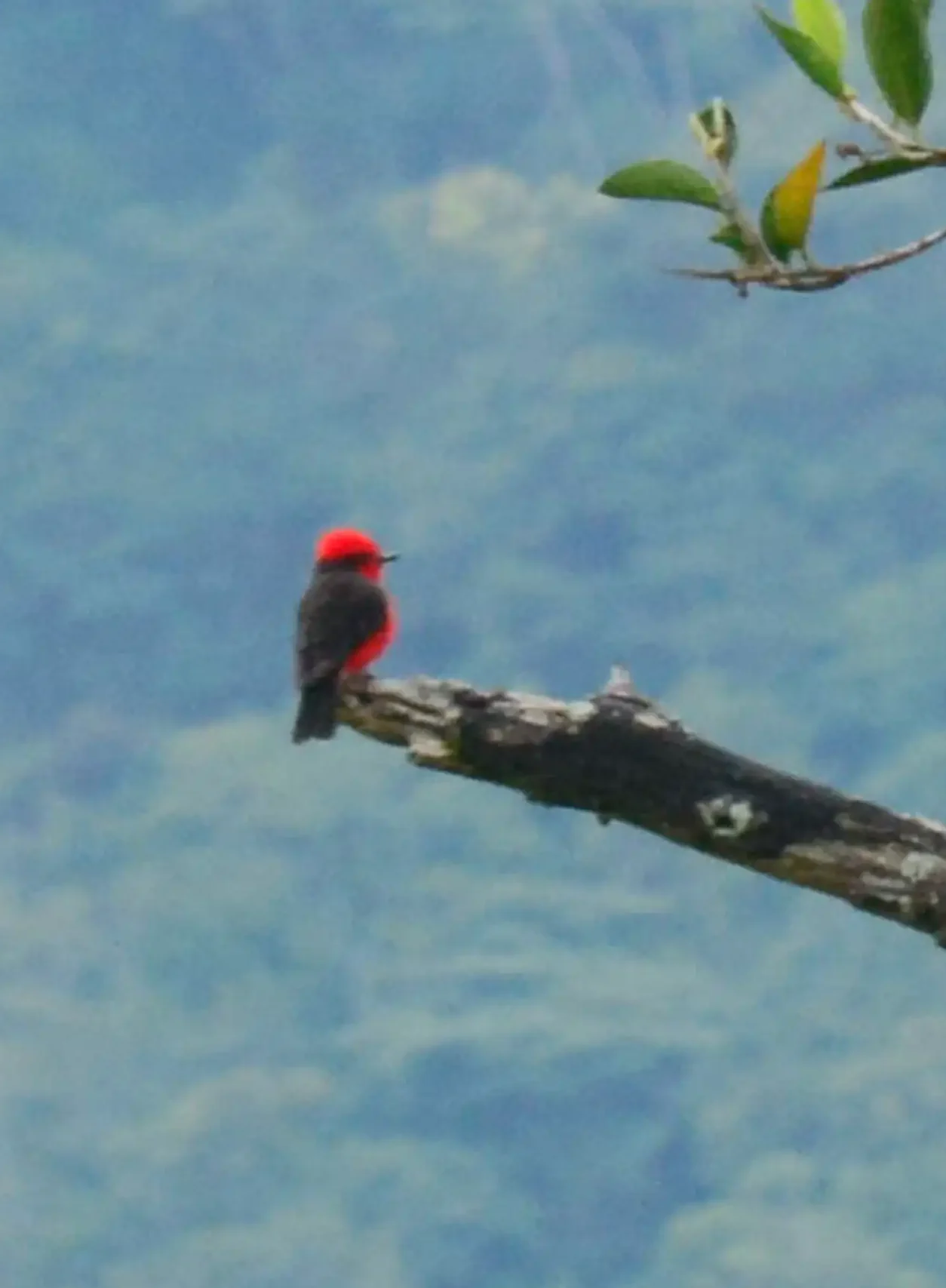 Qué hacer en Buga: Guía de Actividades, Fe y Cultura #1 6 avistamiento de aves buga e1771535353329